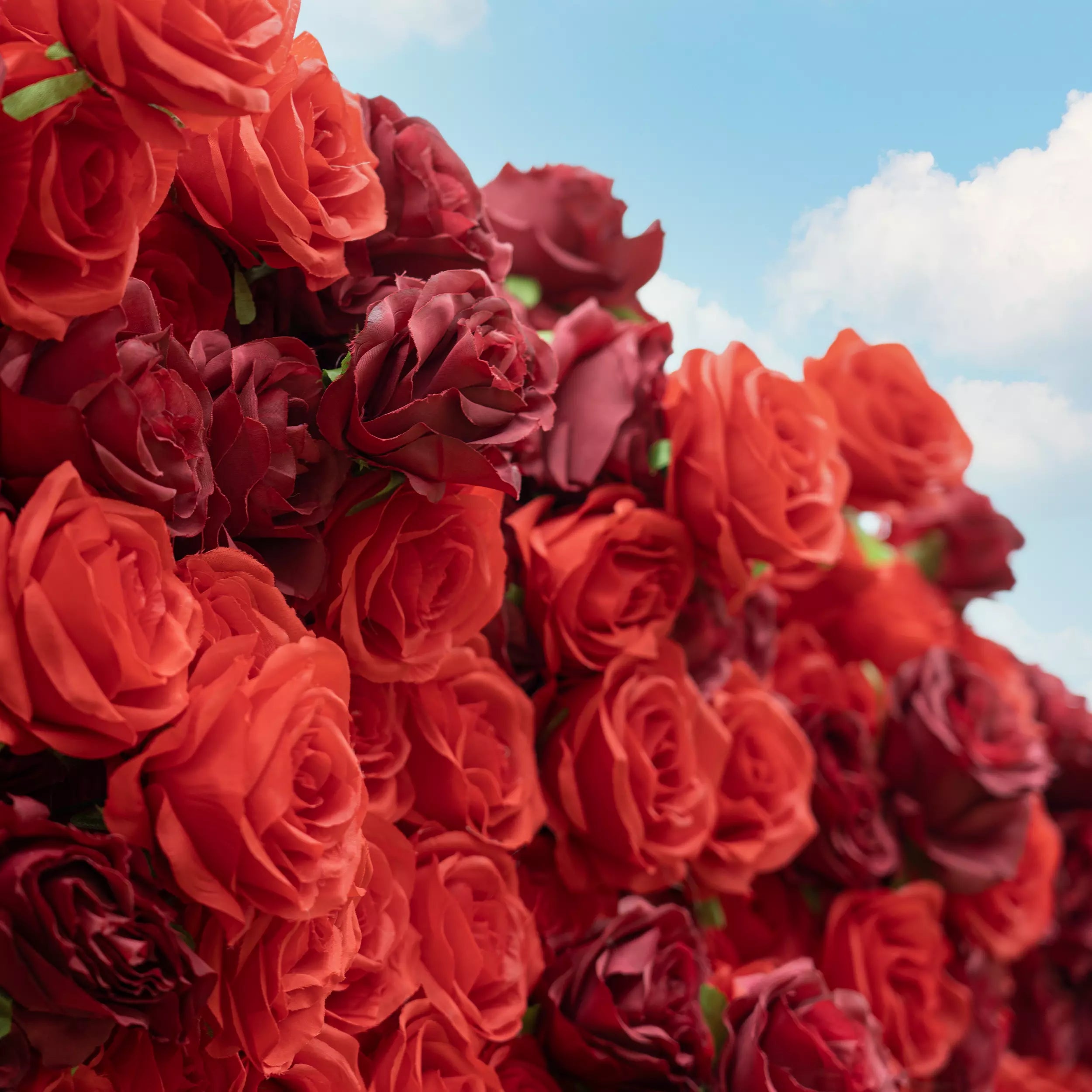 This intimate close-up showcases a dense cluster of red roses, blending vivid crimson with deep burgundy hues. The lush, layered petals (soft, velvety in texture) create a rich, romantic display, set against a bright blue sky with wispy clouds. The bold, monochromatic palette evokes passion and elegance, making it ideal for romantic event decor, proposal styling, or heartfelt floral accents.