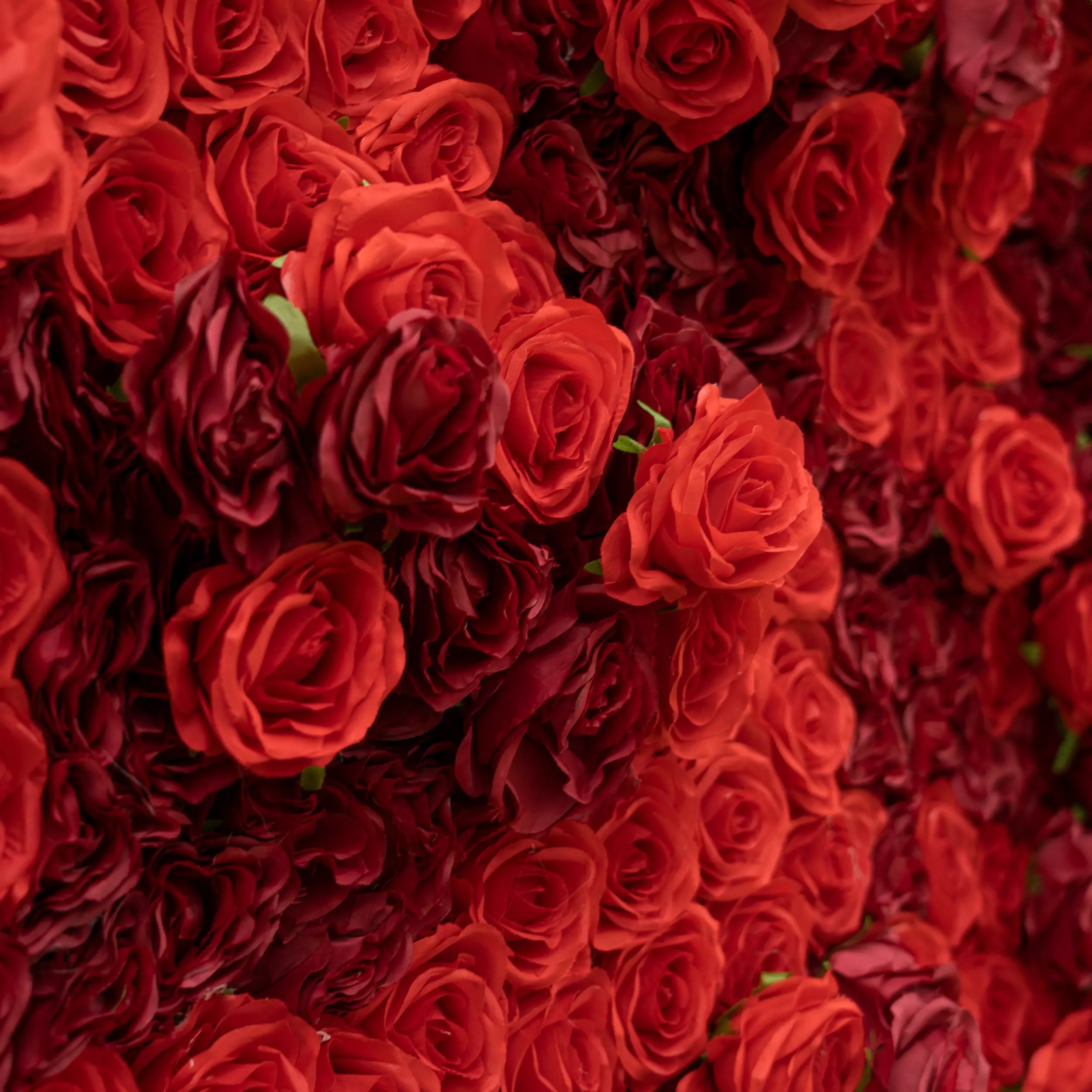 This intimate close-up bursts with dense, layered red roses—blending vivid crimson and deep burgundy hues. Their soft, velvety petals create a lush, romantic texture, filling the frame with rich, warm tones. The bold, monochromatic display evokes passion and elegance, making it perfect for romantic event decor, wedding styling, or heartfelt floral accents.