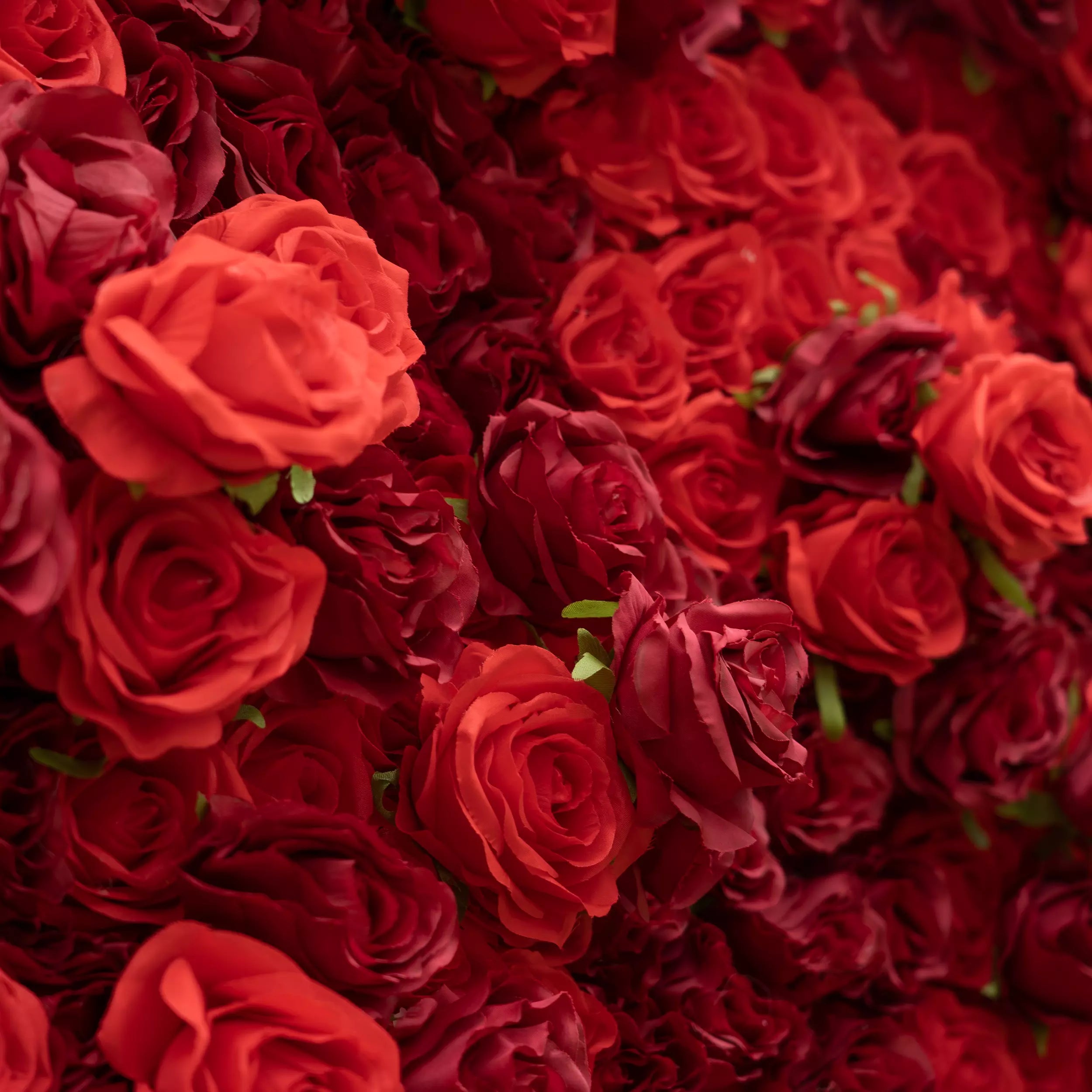 This lush close-up is a dense tapestry of red roses, mixing vivid crimson and deep burgundy hues. Their soft, ruffled petals create a velvety, romantic texture, filling the frame with rich, warm depth. The layered blooms exude passion and elegance, making this display ideal for romantic event decor, wedding styling, or intimate floral accents.