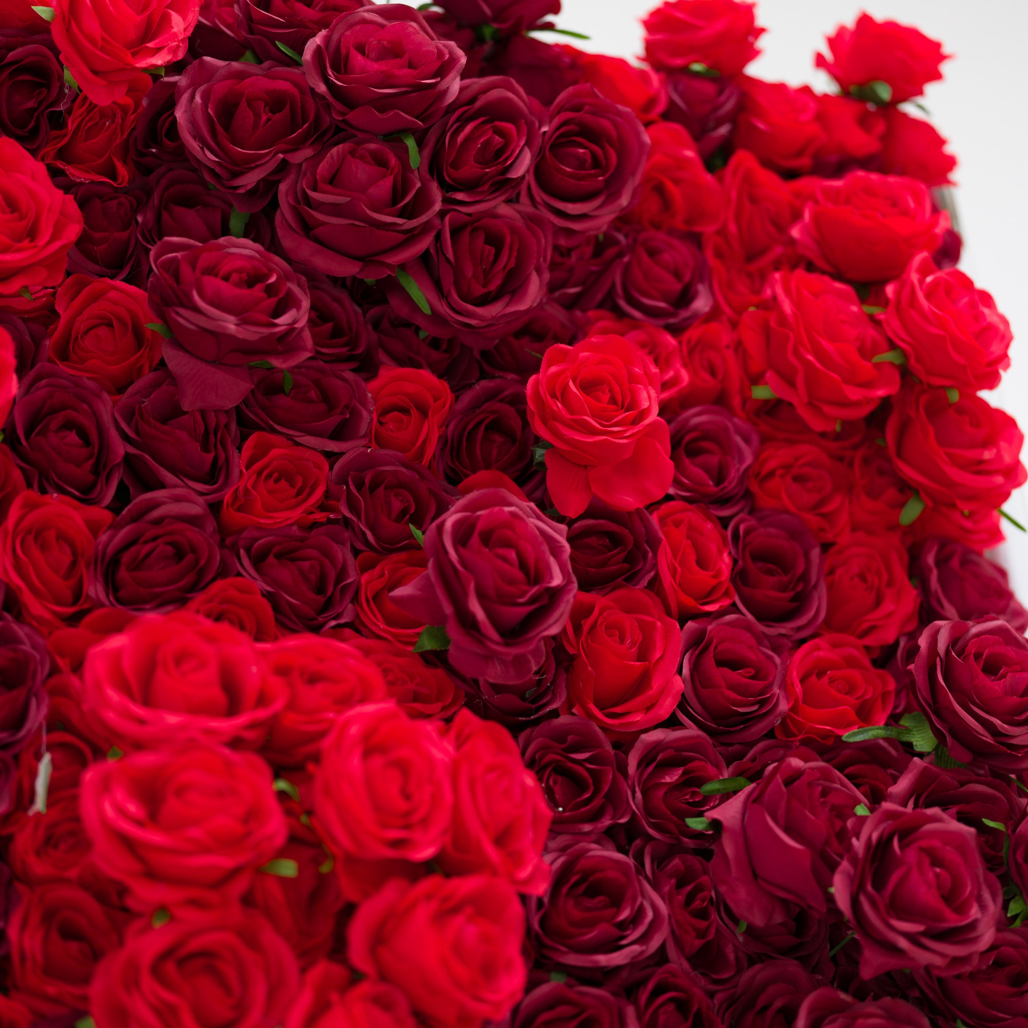 This lush close-up is a dense cascade of red roses, blending vivid crimson and deep burgundy hues. Their soft, ruffled petals create a velvety, romantic texture, filling the frame with rich, warm depth. The layered blooms exude passion and elegance, making this display ideal for romantic event decor, wedding styling, or intimate floral accents.