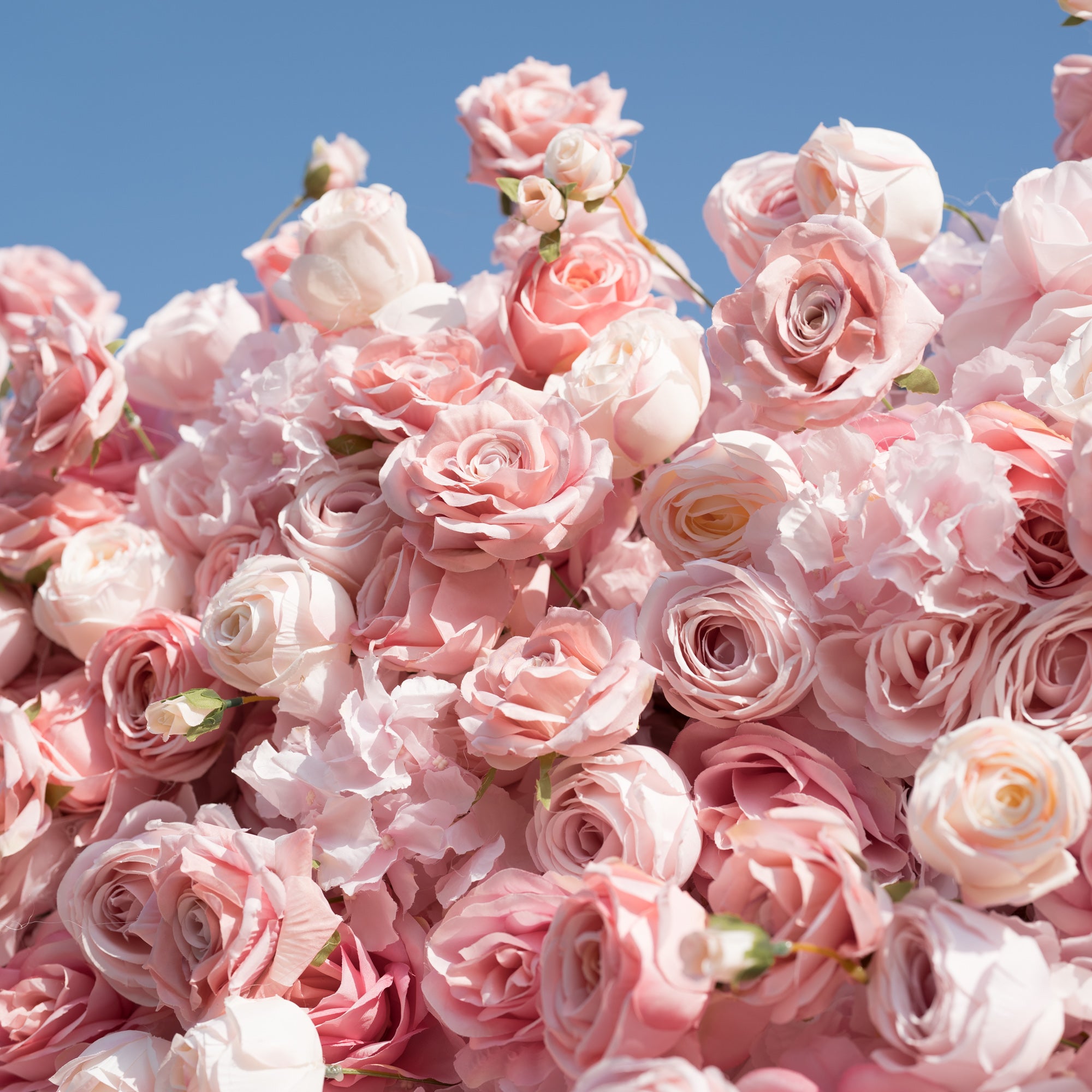This close-up bursts with a dense, lush cluster of soft pink and pale ivory roses—their ruffled petals (in varying blush hues) and delicate buds creating a romantic, full texture. Set against a crisp blue sky, the dreamy, feminine arrangement exudes timeless elegance, perfect for wedding decor, floral backdrops, or intimate event styling.