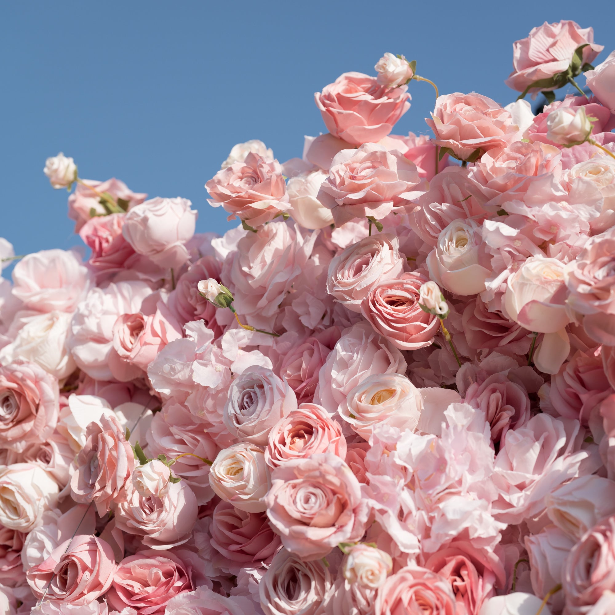 This close-up bursts with a dense, lush cluster of soft pink and pale ivory roses—their ruffled petals (in varying blush hues) and delicate buds creating a romantic, full texture. Set against a crisp blue sky, the dreamy, feminine arrangement exudes timeless elegance, perfect for wedding decor, floral backdrops, or intimate event styling.
