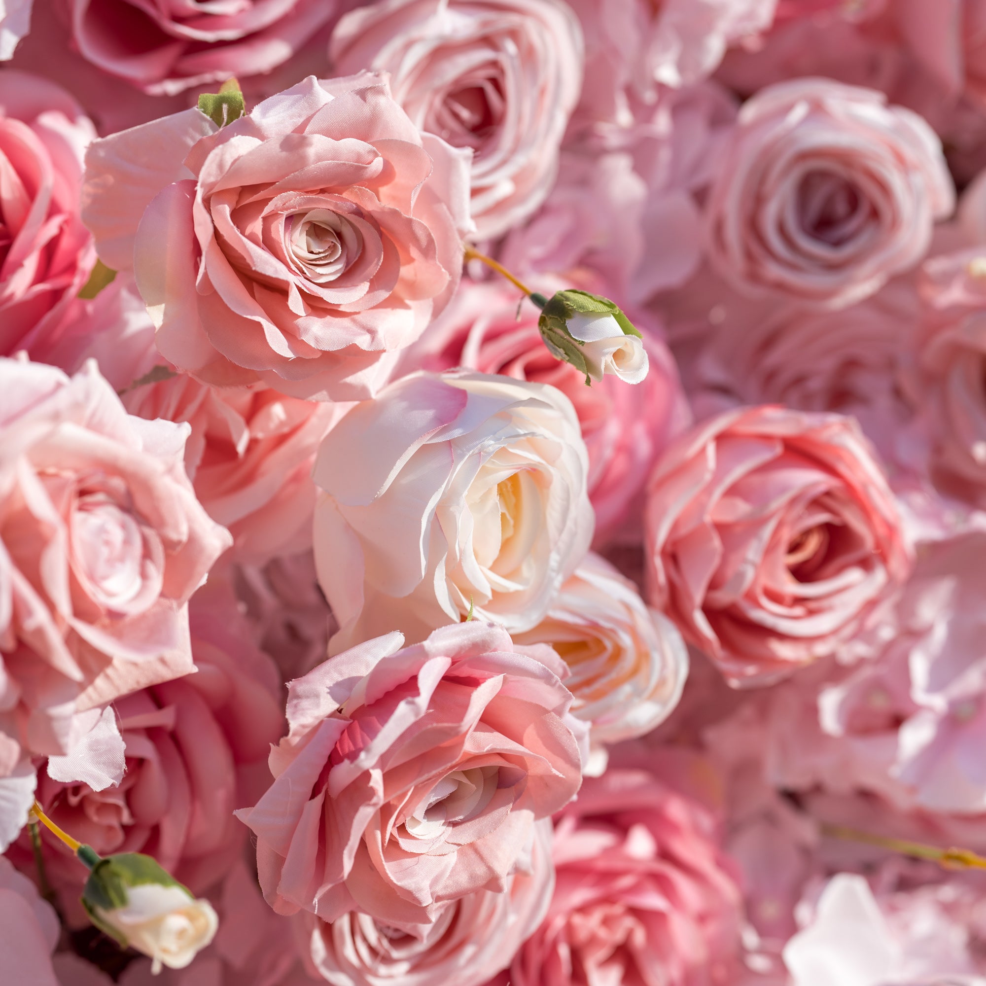 This close-up immerses in a dense cluster of soft pink and pale ivory roses, their ruffled petals (in varying blush hues) and delicate buds creating a lush, romantic texture. Sunlight highlights the blooms’ gentle tones, exuding timeless, feminine elegance—perfect for wedding decor, floral backdrops, or intimate event styling.