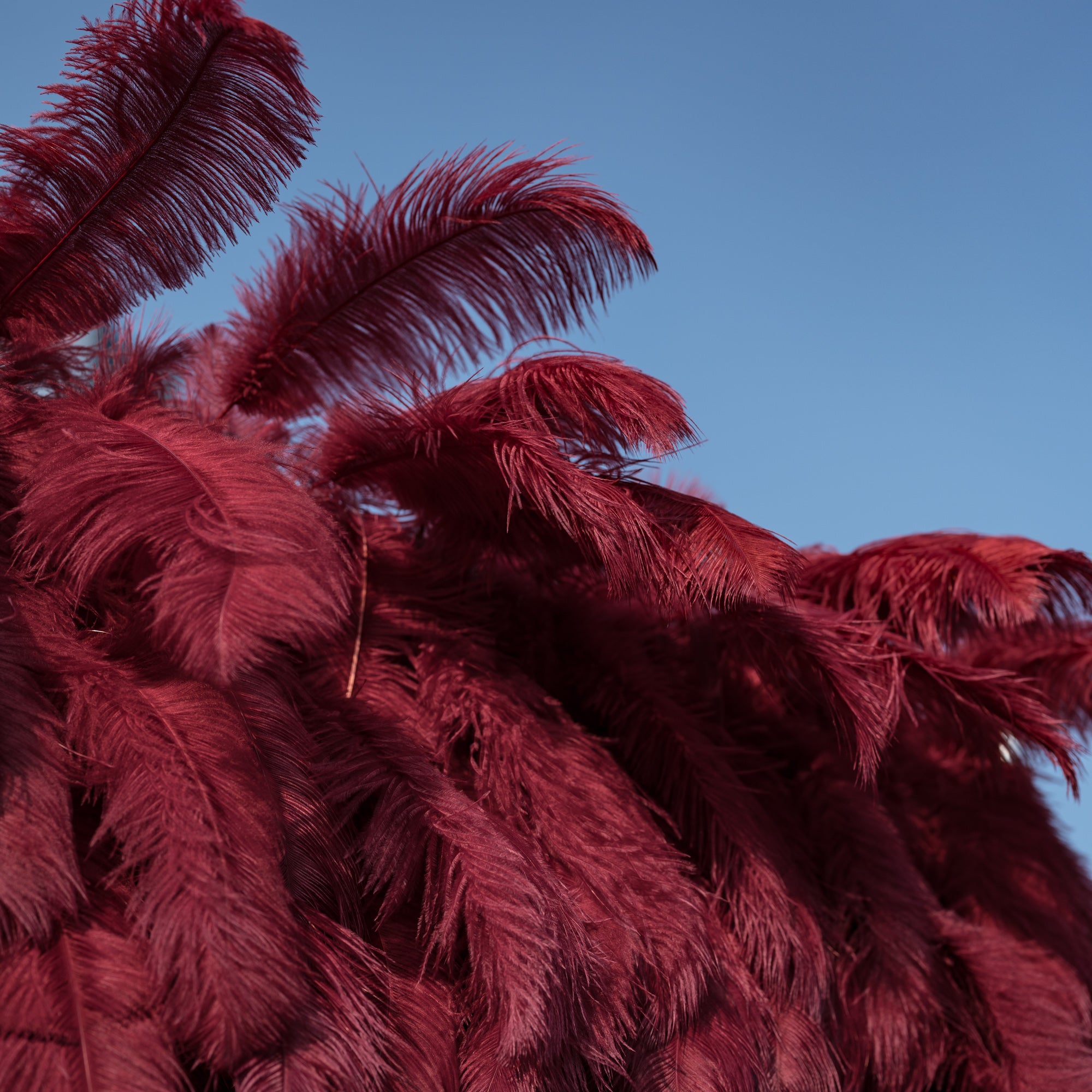 This close-up captures a dramatic, lush arrangement of deep burgundy ostrich feathers, their soft, wispy plumes fanning out in rich, layered texture against a crisp, cloudless blue sky. The velvety wine-red hue contrasts vividly with the bright background, creating a striking visual that blends organic luxury with bold color, evoking opulence and warmth for events or artistic displays