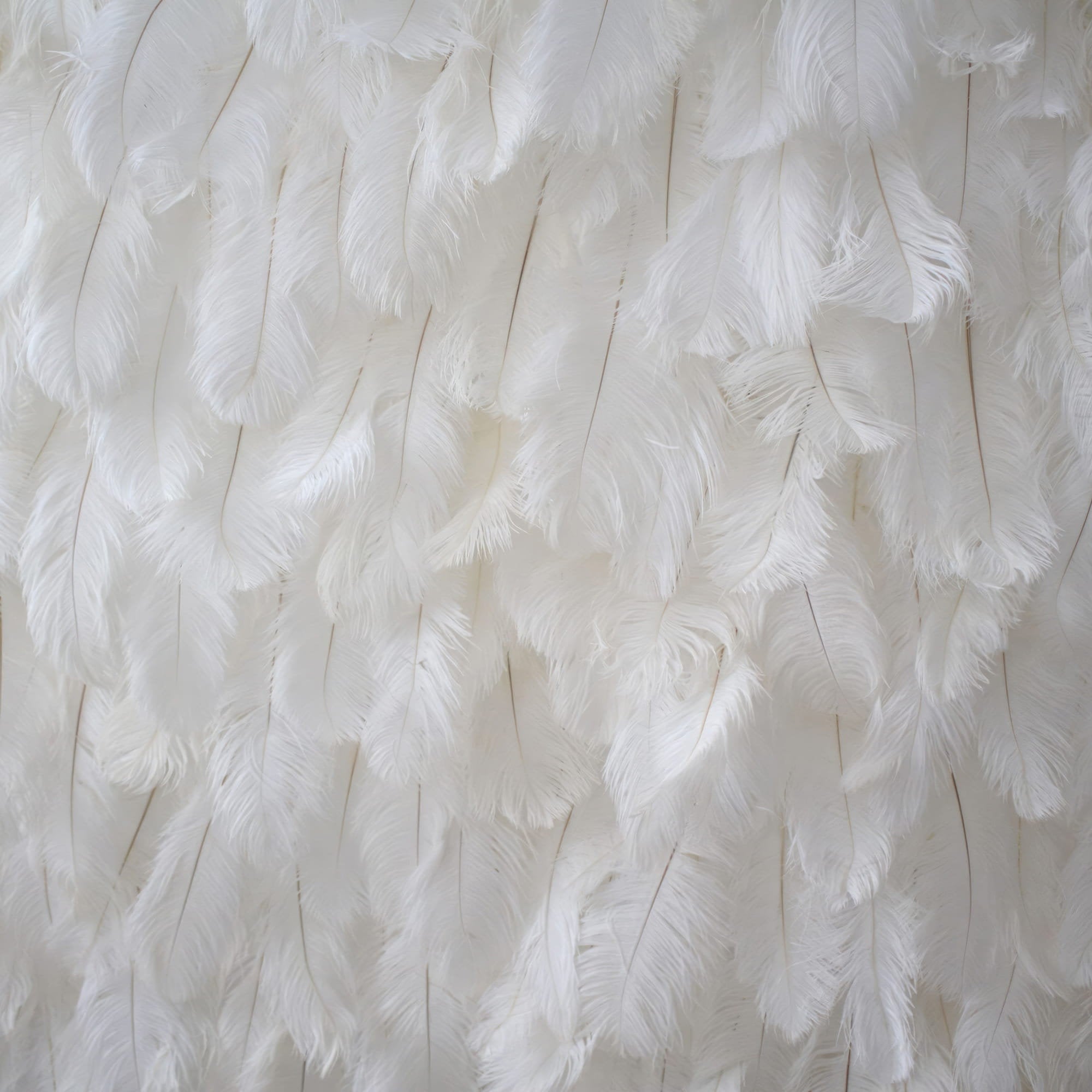 This image showcases a stunning backdrop made of real ostrich feathers. The feathers, in a pristine white hue, are densely and elegantly arranged, creating a soft, plush, and ethereal texture. Their delicate, fluffy appearance exudes a sense of luxury and sophistication, making it a perfect decorative element for upscale events or spaces, adding a touch of opulence and charm.