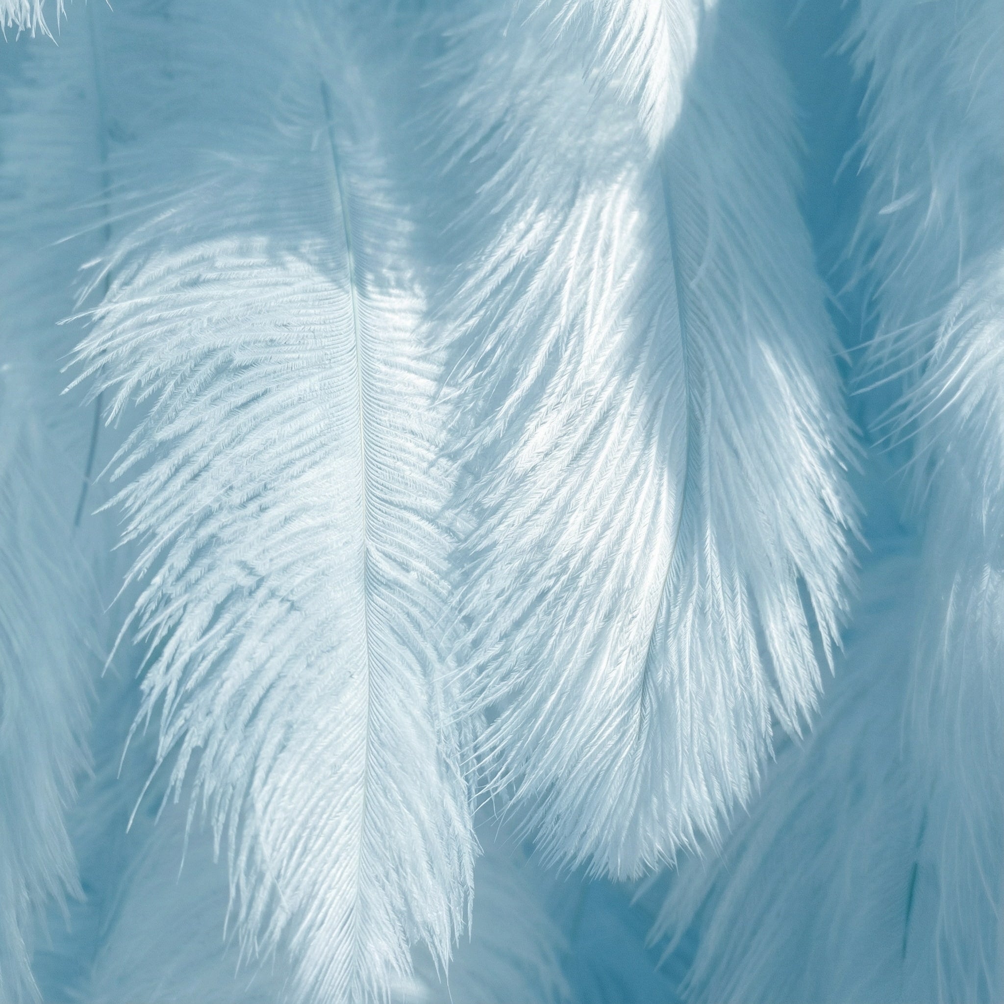 This close-up features lush light-blue ostrich feathers, layered to create a soft, airy texture. Sunlight filters through the fine filaments, casting pale sky-blue highlights that contrast with gentle powder-blue shadows—crafting subtle tonal gradients across the wispy plumage. The delicate, feathery surface and cool pastel hues evoke a serene, ethereal atmosphere, blending softness with tranquil depth.