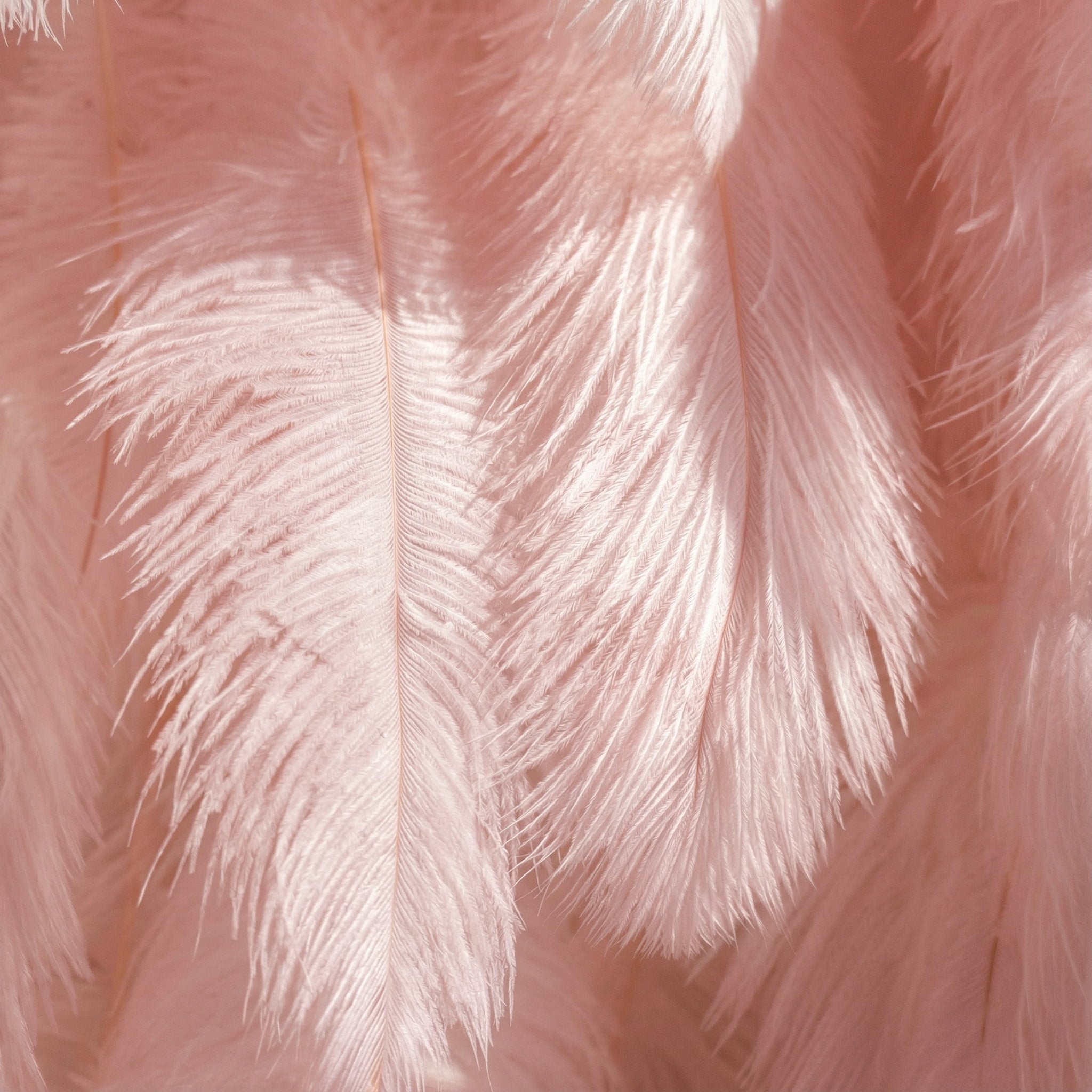 This close-up showcases lush blush-pink ostrich feathers, layered to create a soft, airy texture. Sunlight catches the fine filaments, casting pale rose highlights that contrast with gentle dusty-pink shadows—crafting subtle tonal gradients across the wispy plumage. The delicate, feathery surface and dreamy pastel hues evoke a romantic, whimsical atmosphere, blending softness with gentle depth.