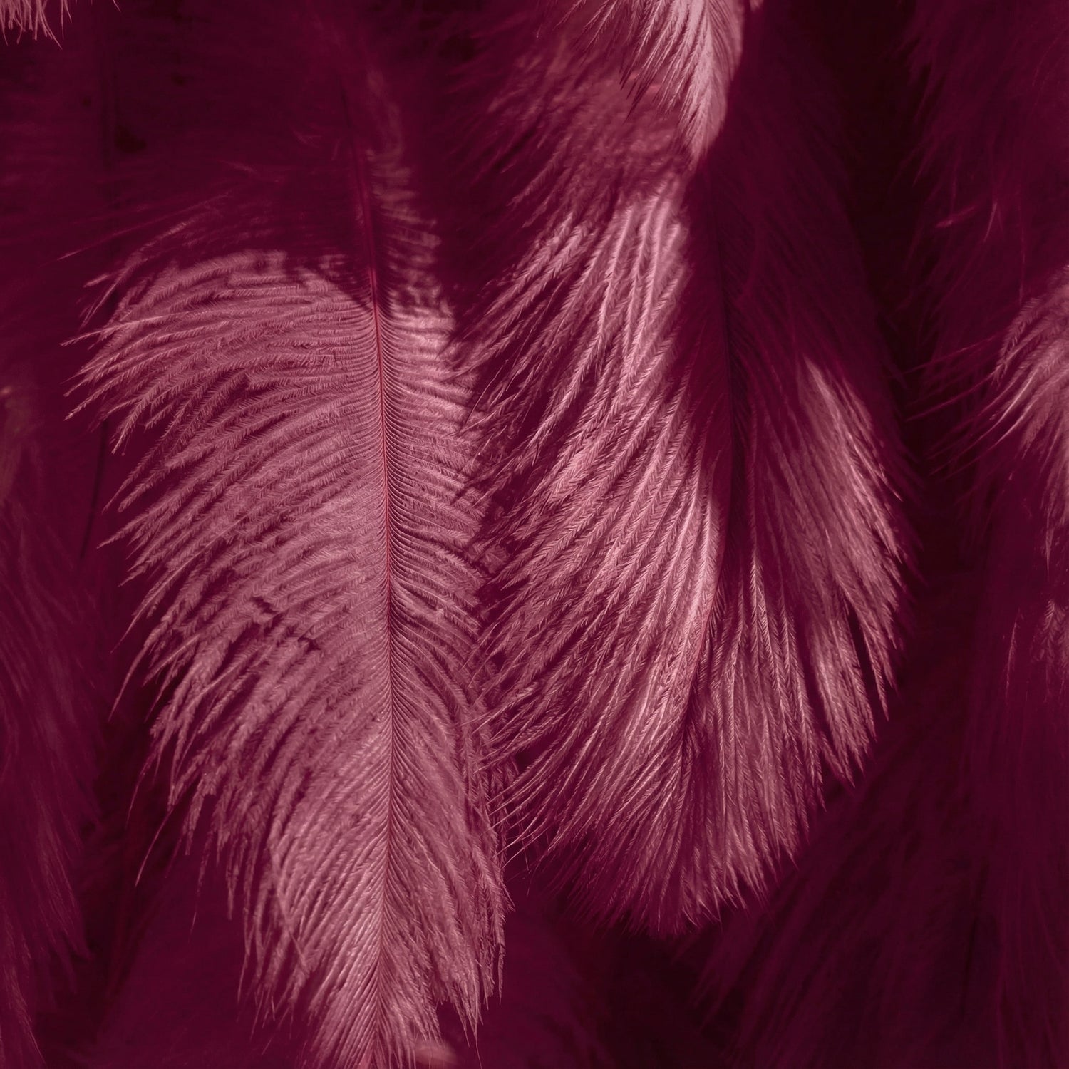 This close-up highlights lush maroon ostrich feathers, layered to create a plush, textured surface. Sunlight filters through the fine filaments, casting soft rose-pink highlights that contrast with deep burgundy shadows—crafting subtle tonal gradients across the wispy plumage. The rich, velvety hues and delicate feathery texture evoke a regal, romantic atmosphere, blending opulent depth with airy softness.