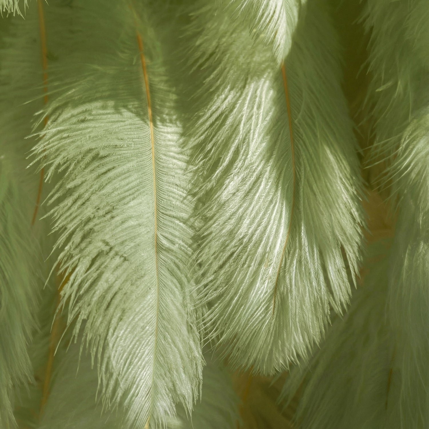 This close-up showcases lush pale sage-green ostrich feathers, layered to create a soft, airy texture. Sunlight filters through the fine filaments, casting minty lime highlights that contrast with muted seafoam shadows—crafting subtle tonal gradients across the wispy plumage. The delicate, feathery surface and earthy pastel hues evoke a serene, fresh atmosphere, blending gentle softness with tranquil depth.