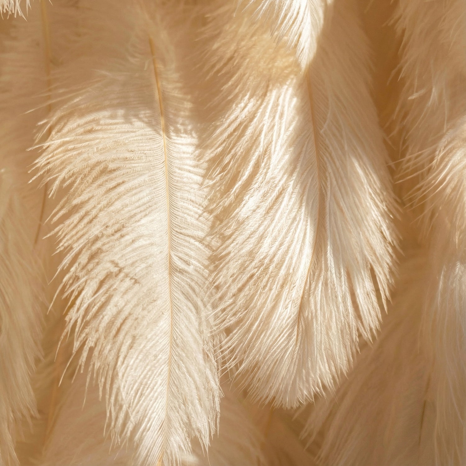 This close-up showcases soft, cream-colored ostrich feathers, layered to create a plush, wispy texture. Subtle tonal gradients (ivory to pale beige) and delicate, fine filaments define each feather, while sunlight casts gentle shadows that enhance their airy, ethereal appearance. The warm, muted palette and tactile softness evoke a sense of luxury and calm, making this detail ideal for elegant decor, fashion accents, or romantic thematic elements.