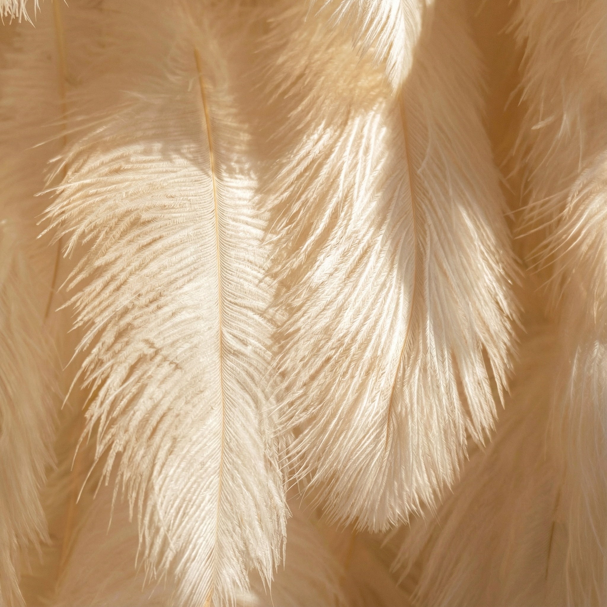 This close-up showcases soft, cream-colored ostrich feathers, layered to create a plush, wispy texture. Subtle tonal gradients (ivory to pale beige) and delicate, fine filaments define each feather, while sunlight casts gentle shadows that enhance their airy, ethereal appearance. The warm, muted palette and tactile softness evoke a sense of luxury and calm, making this detail ideal for elegant decor, fashion accents, or romantic thematic elements.