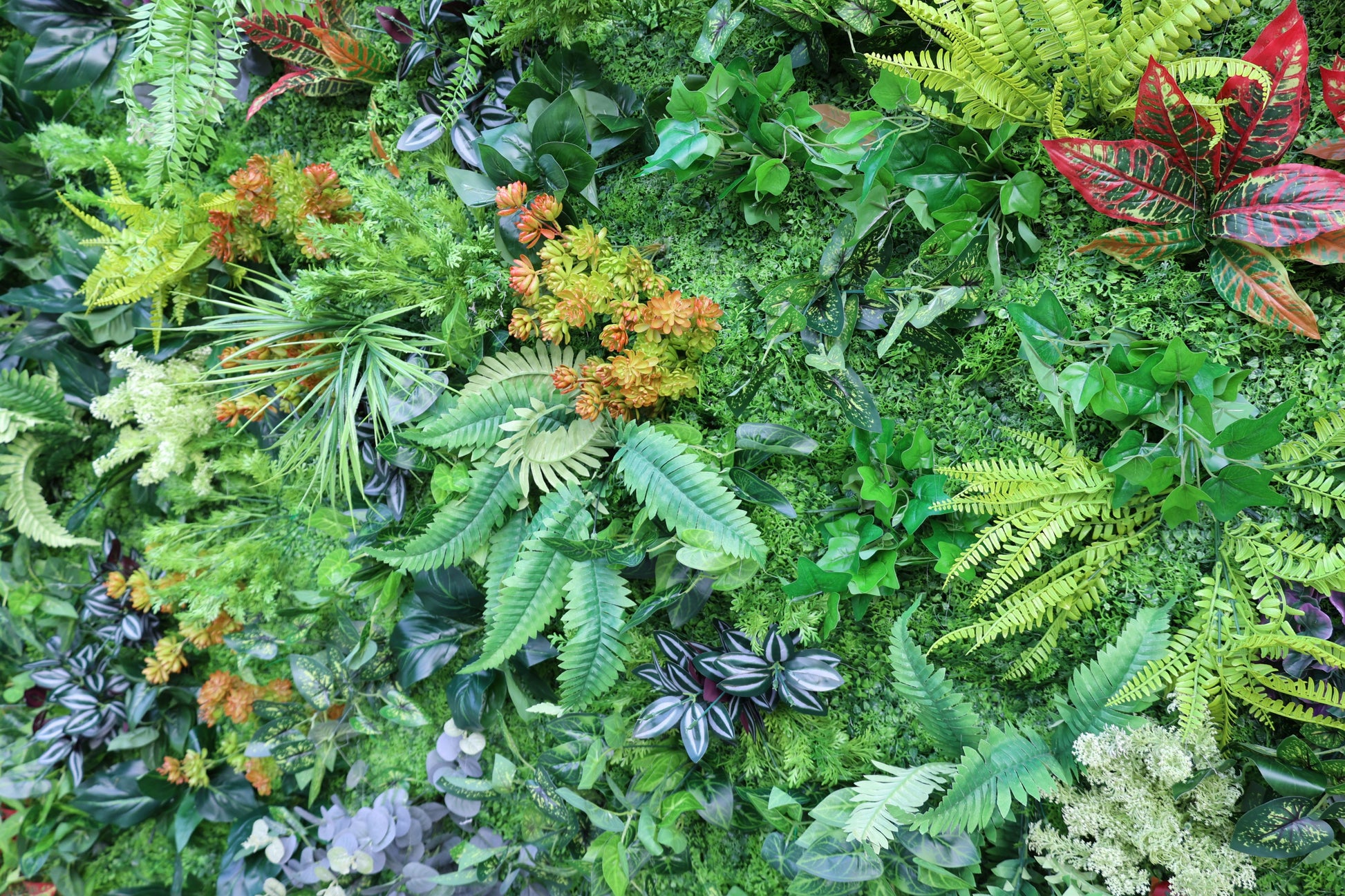 This image showcases a lush, vibrant artificial green wall. It features a diverse mix of plants, including various types of ferns with their characteristic fronds, such as Boston ferns. There are also colorful coleus - like plants with red and green variegated leaves, succulent - like plants with orange - green hues, and some broad - leafed foliage in different shades of green. The overall effect is a rich, natural - looking tapestry of greenery. 
