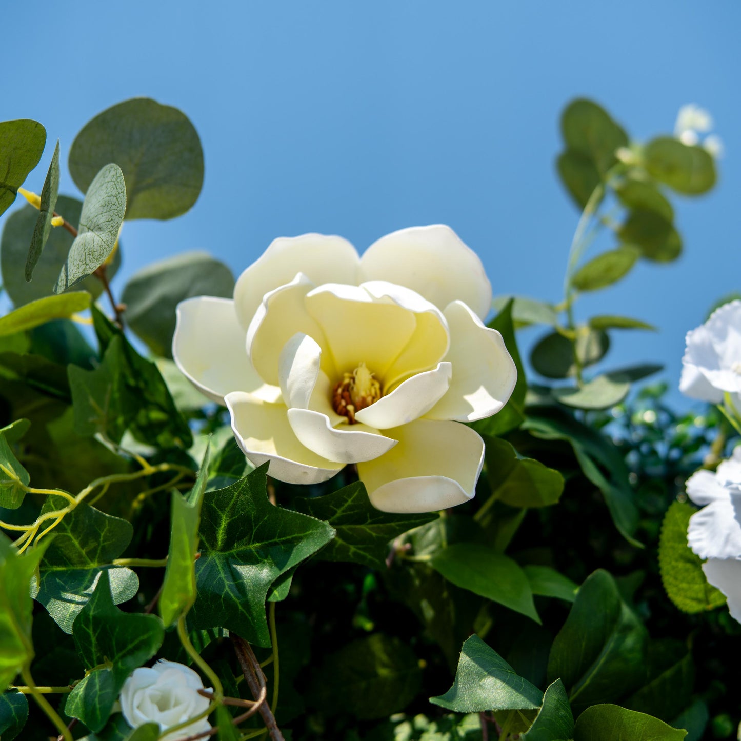 This backdrop showcases a beautiful combination of artificial greenery and flowers. The prominent flowers are large, white - and - yellow magnolia - like blooms, complemented by smaller white roses. The greenery includes various types of leaves, such as broad - leafed ivy and round - shaped eucalyptus - like foliage.

The color palette is a harmonious blend of lush green and pure white, with hints of yellow in the flower centers. The overall style is natural and elegant, perfect for creating a serene and so