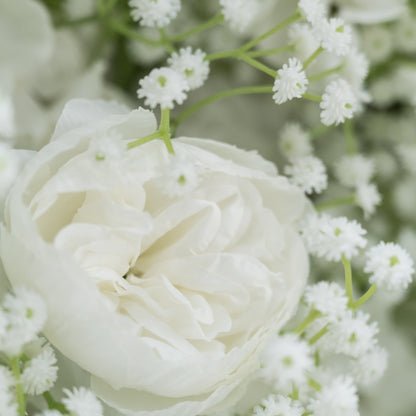 This image showcases a close - up of a delicate white flower, likely a rose or peony, with soft, ruffled petals. Surrounding it are tiny, star - like white baby&