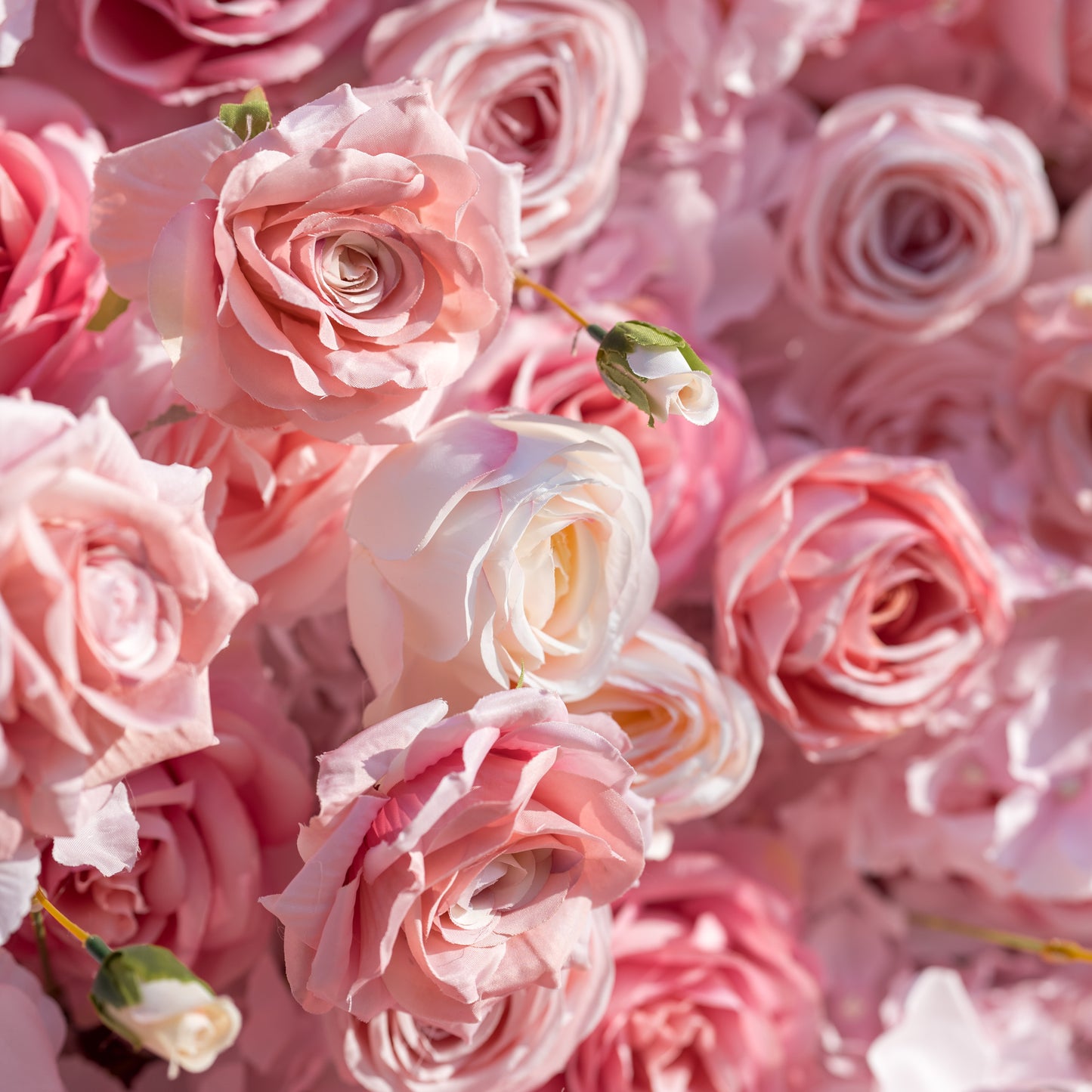 This close-up immerses in a dense cluster of soft pink and pale ivory roses, their ruffled petals (in varying blush hues) and delicate buds creating a lush, romantic texture. Sunlight highlights the blooms’ gentle tones, exuding timeless, feminine elegance—perfect for wedding decor, floral backdrops, or intimate event styling.
