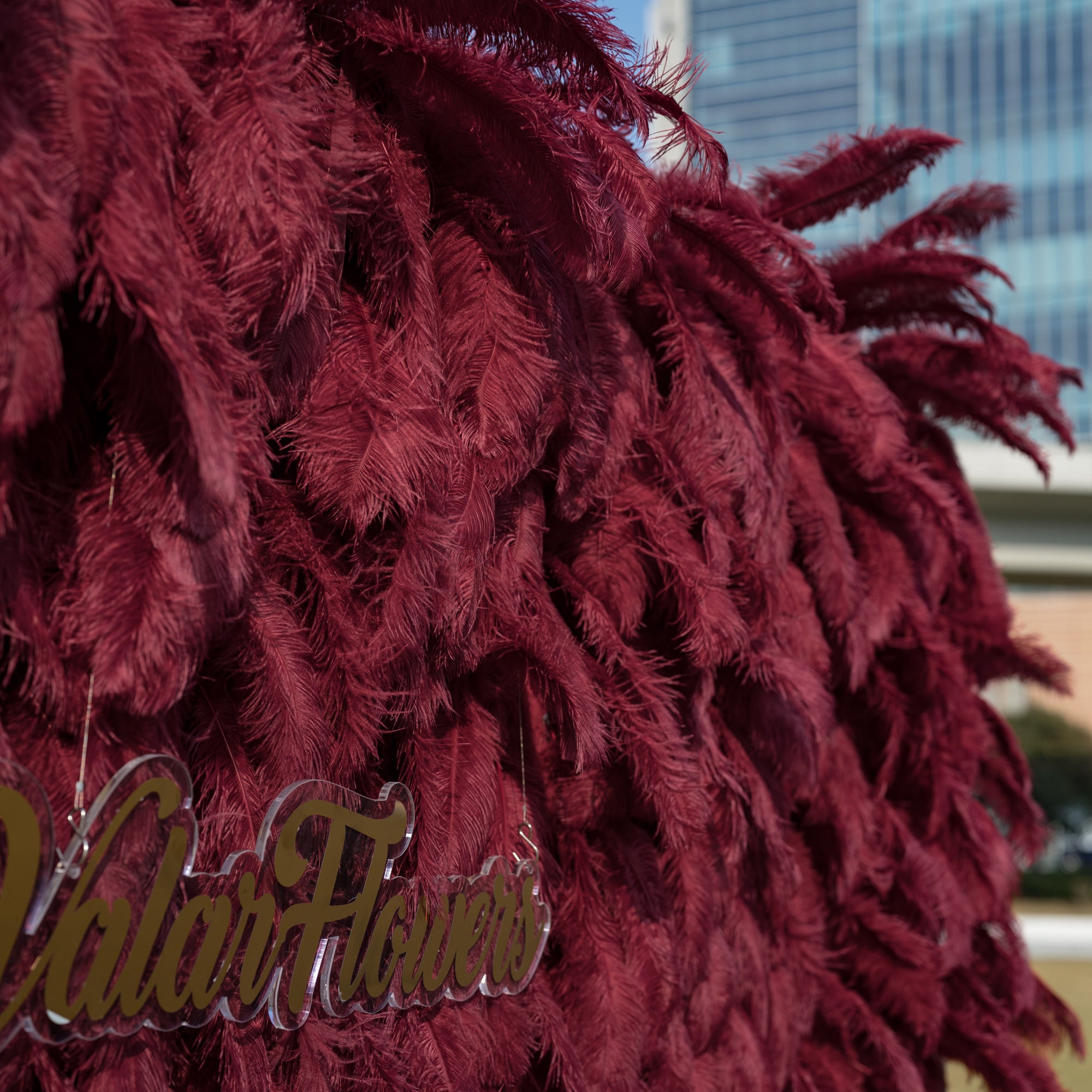 This close-up captures the opulent edge of a deep burgundy feather backdrop, showcasing its lush, layered texture of soft ostrich plumes that fan out dramatically. A portion of the glossy gold cursive “ValarFlowers” acrylic logo peeks into the frame, contrasting elegantly with the plush feathers. In the background, a modern glass building and a clear sky add a contemporary urban touch to the luxurious scene.
