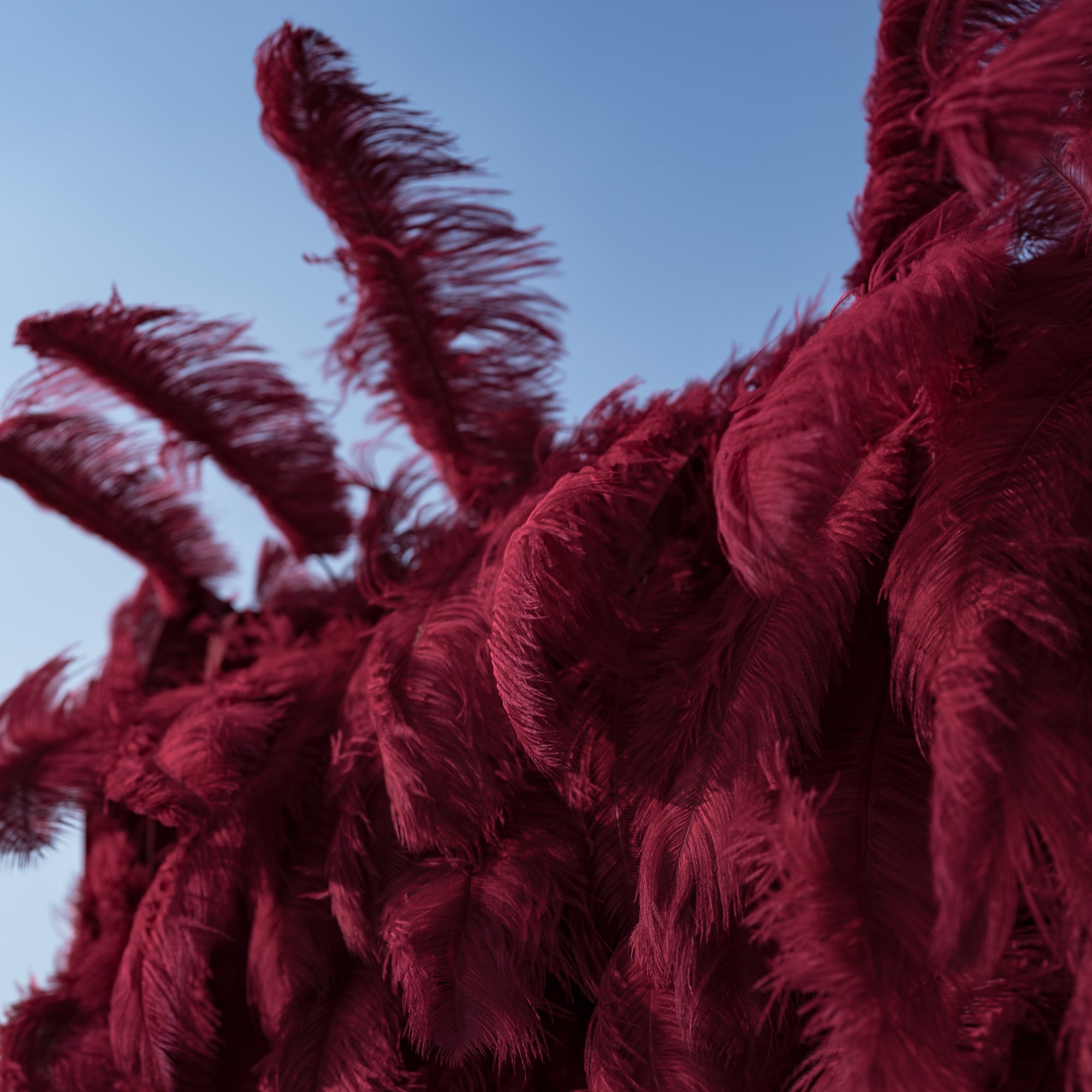 This dynamic close-up captures a dramatic arrangement of deep burgundy ostrich feathers, their wispy plumes fanning upward and outward against a crisp, cloudless blue sky. The rich, velvety texture and bold wine-red hue create a striking contrast with the bright background, evoking a sense of opulence and organic movement that makes it a luxurious focal point for events or artistic installations.