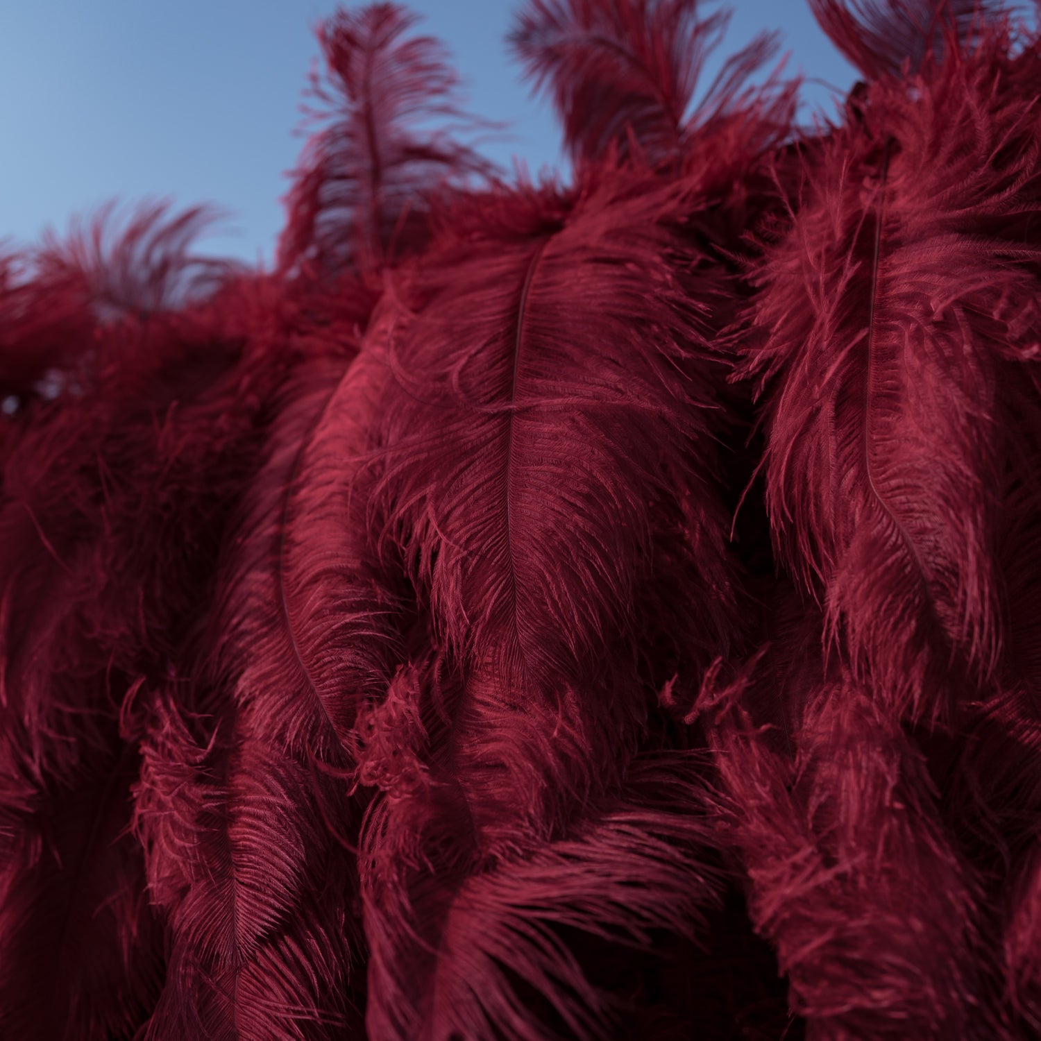 This intimate close-up captures a dense, velvety arrangement of deep burgundy ostrich feathers, their soft, wispy plumes overlapping to create rich, layered texture and dramatic depth. The rich wine-red hue and tactile, flowing details evoke opulence and warmth, making it a luxurious focal point for event decor, fashion accents, or artistic installations.