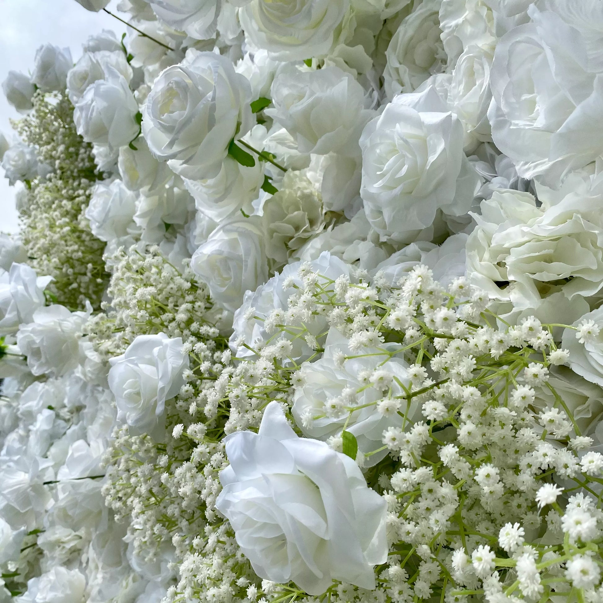 Gypsophila paniculata AKA Baby's Breath