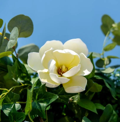 Valar Flowersでは、様々な種類とスタイルの高品質な造花を幅広く取り揃えております。