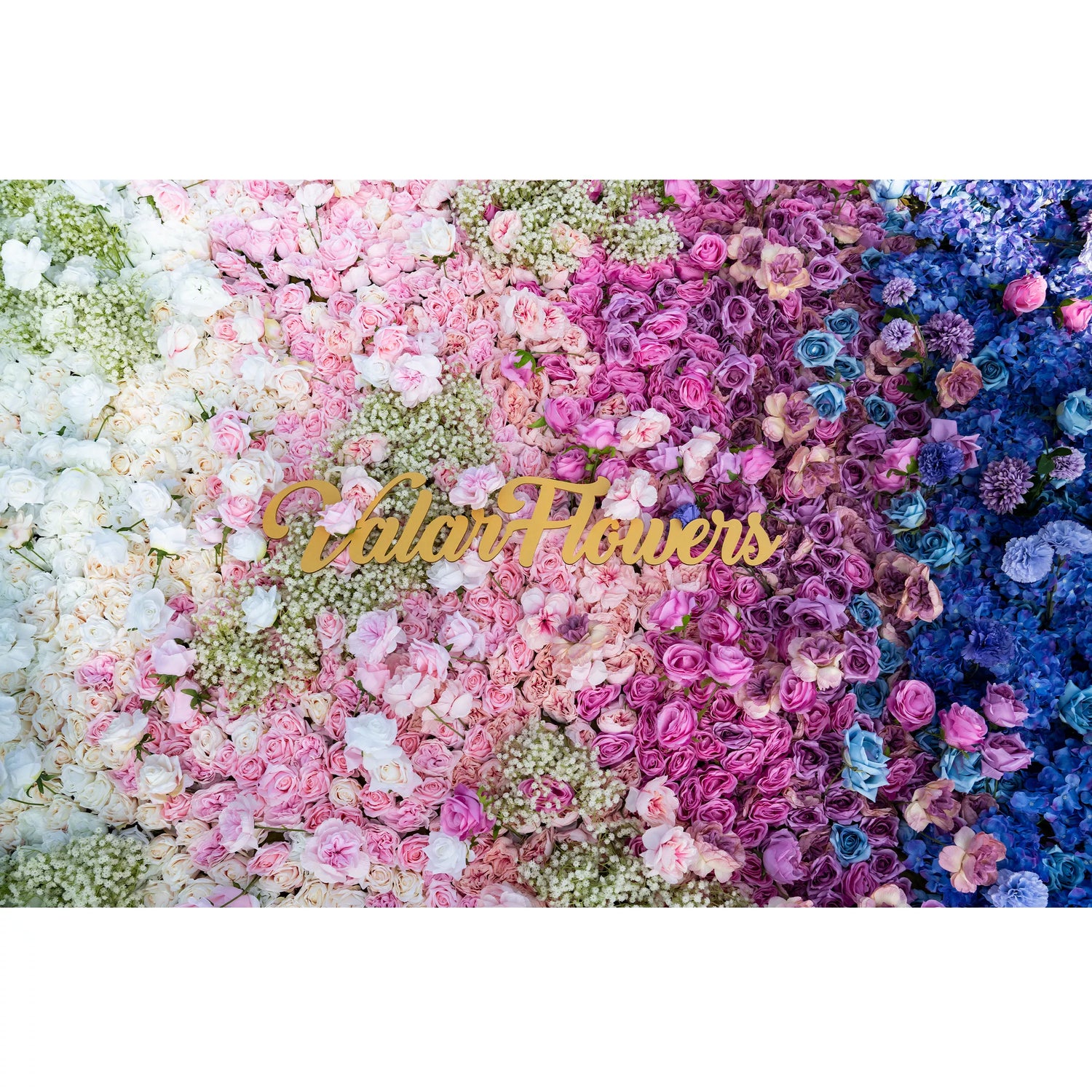 This photo showcases a lush floral arrangement with a gradient of white, pink, purple, and blue roses, along with hydrangeas and baby&