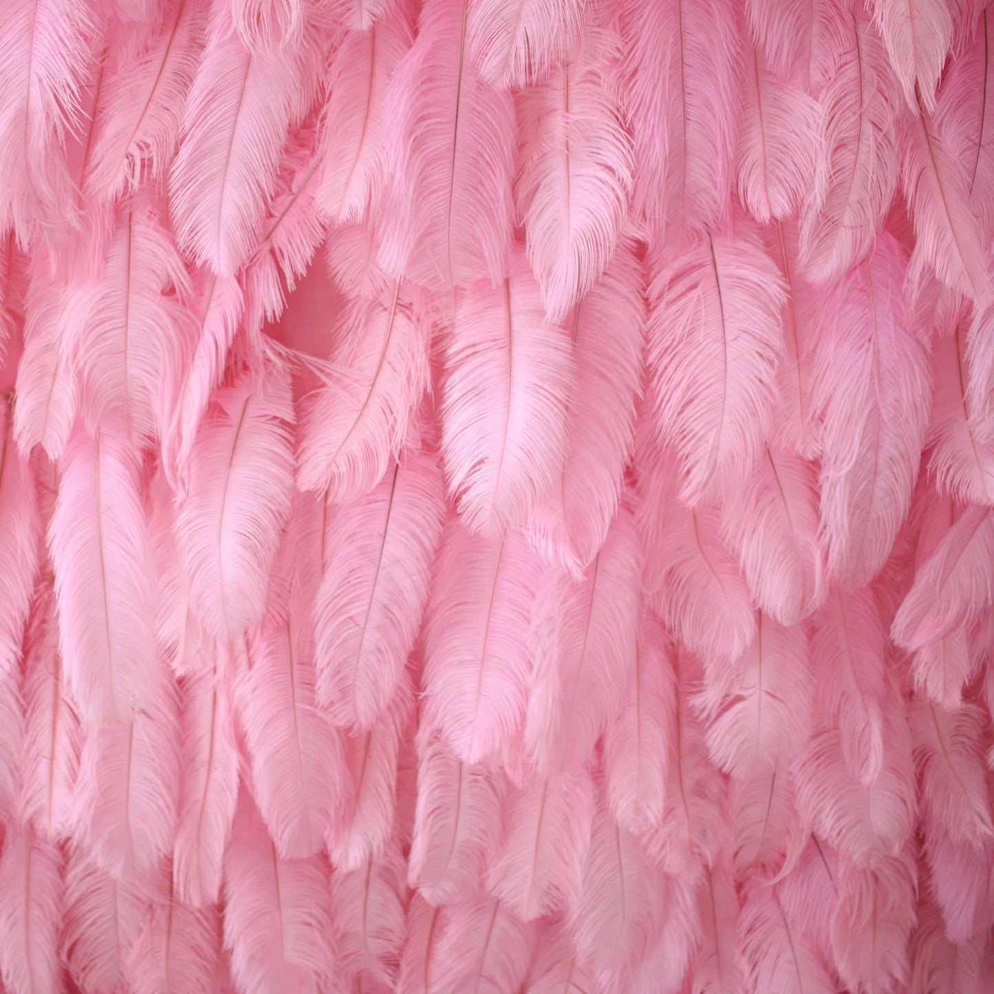 This image showcases a beautiful backdrop crafted from real ostrich feathers. The feathers, in a lovely pink hue, are densely and elegantly arranged, creating a soft, plush, and ethereal texture. Their delicate, fluffy appearance exudes a sense of luxury and charm. What's more, we offer customization for any colors, allowing you to create a unique decorative element perfect for upscale events or spaces, adding a personalized touch of opulence.